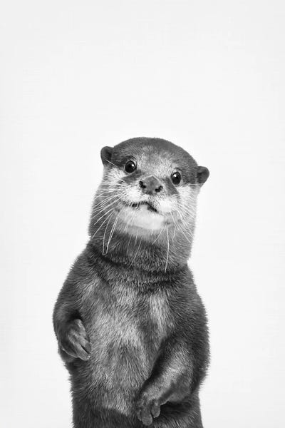 Wall Art Decor River Otter with Attitude